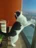 梵都宠舍立式猫抓板耐磨不易掉屑瓦楞纸猫抓柱防猫抓沙发保护猫玩具 实拍图