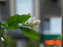 松下（Panasonic）Lumix G100D M43画幅相机 M43卡口 微单相机 无反数码相机 G100D+【12-60mm白盒】单镜套装 实拍图