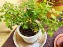 爱丽思花盆塑料圆形树脂多肉花盆种花种菜盆绿萝爱丽丝 白色口径20.3cm 实拍图
