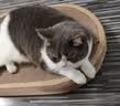 疯狂的主人猫抓板窝猫抓盆不掉屑猫窝宠物猫玩具猫爪板 实拍图