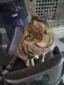 素力高（SolidGold）猫粮金素鸡升级款 成幼猫进口高蛋白12磅/5.44kg 实拍图