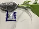种花迷水培天堂鸟盆栽花卉植物室内客厅绿植面鹤望兰吸甲醛四季好养活 精品水培天堂鸟20-30厘米1棵【不含瓶】 实拍图