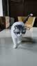 皇家猫粮 挑嘴成猫猫粮 高适口性 EF38 通用粮 12月以上 4KG 实拍图