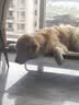 伯纳天纯中大型犬全价成年犬粮金毛宠物主粮羊肉蔓越莓15kg囤货装 实拍图