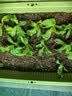 德沃多55L植物营养土通用养花土种菜有机土壤泥炭土绿植盆栽种植 实拍图