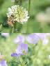 佳能（Canon）【官方旗舰】EF50mm F1.8 STM大光圈定焦镜头 专业级单反相机人像镜头  EF卡口适用6d2 5d4 小痰盂 实拍图