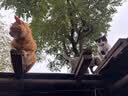 朗亲猫粮冻干五拼体态管理成猫专用英短布偶通用鸡肉鱼猫干粮10kg 实拍图