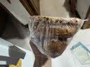 云山半椰蓉椰丝100g 椰子椰奶椰蓉粉面包酥奶油小方蛋糕点装饰 实拍图