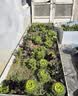 德沃多18L植物营养土通用养花土种菜有机土壤泥炭土绿植专用 实拍图