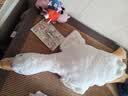 熊猫熊大白鹅玩偶抱枕睡觉毛绒玩具布娃娃长条公仔男女孩生日礼物女生友 实拍图