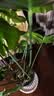 九千谷植物爬藤架包塑钢管园艺支架护花架支撑杆圆环型60CM 5个装6430 实拍图