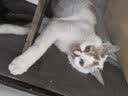 亿迪猫粮冻干幼猫成猫10斤全价英短蓝猫布偶老年猫国产通用全阶段5kg 实拍图