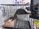 疯狂的主人大号猫砂盆加高防外溅开放式大猫专用超大尺寸防臭猫屎盆布偶猫 实拍图