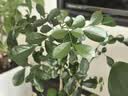 美益棵浓缩营养液通用型600ml月季多肉绿植花卉盆栽园林复合肥料水溶肥 实拍图