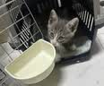 腆宠宠物航空箱小号 猫咪航空箱猫狗 猫包猫笼外出车载猫箱狗狗托运 实拍图