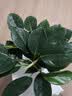 花翁金钻盆栽绿植物大盆绿萝除室内甲醛花卉水培办公净化空气源头直发 实拍图