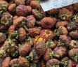 神农金康莓茶250g 特级野生张家界三月新茶搭湖南永顺莓茶霉茶藤茶 实拍图