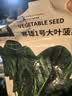 北蔬 大叶菠菜种子苗秋冬四季播种蔬菜种籽 寒雄1号大叶菠菜种子200g 实拍图