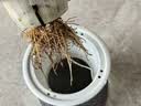 美益棵浓缩营养液通用型600ml月季多肉绿植花卉盆栽园林复合肥料水溶肥 实拍图