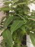 叹为观止大型植物发财树各种大颗盆栽开业乔迁客厅办公室内好养大型花卉 三杆发财树【1.6-1.8米】 含盆 实拍图