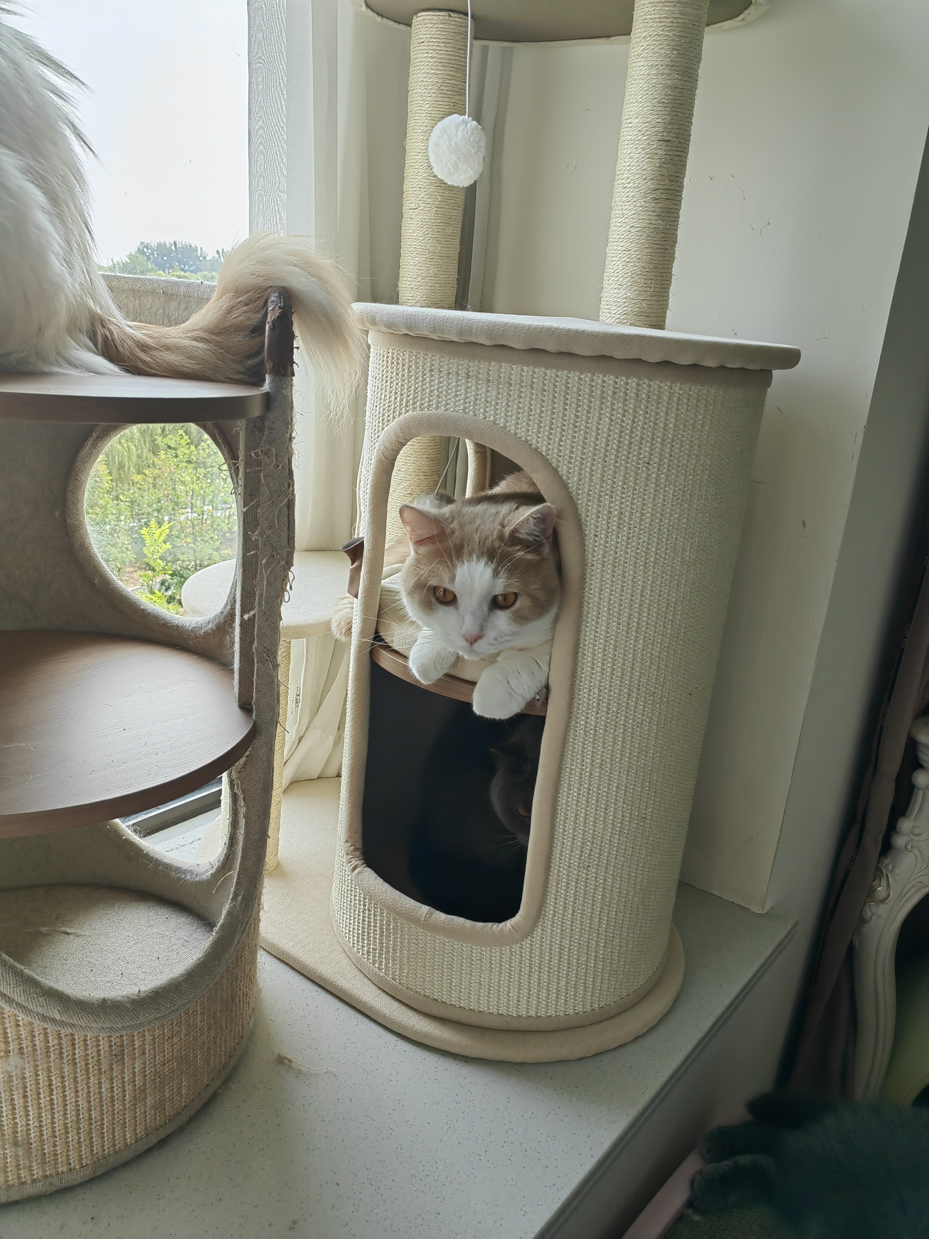华元宠具秋冬保暖猫爬架小户型抓桶不占地四季通用猫窝一体家用多层剑麻桶 实拍图