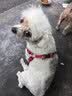 普安特宠物狗狗驱虫药犬体内外同驱跳蚤犬虱非泼罗尼爱滴克+内驱 实拍图