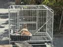 酷奇宠狗笼方管狗笼子大中小型犬金毛加粗宠物狗狗笼子狗屋用品 白色带天窗94*64*85cm 建议60斤内中大型犬 实拍图