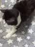 HELLOJOY狗垫子狗窝冬季保暖猫垫子宠物冬加厚猫窝睡觉用毛毯猫咪狗狗睡垫 实拍图