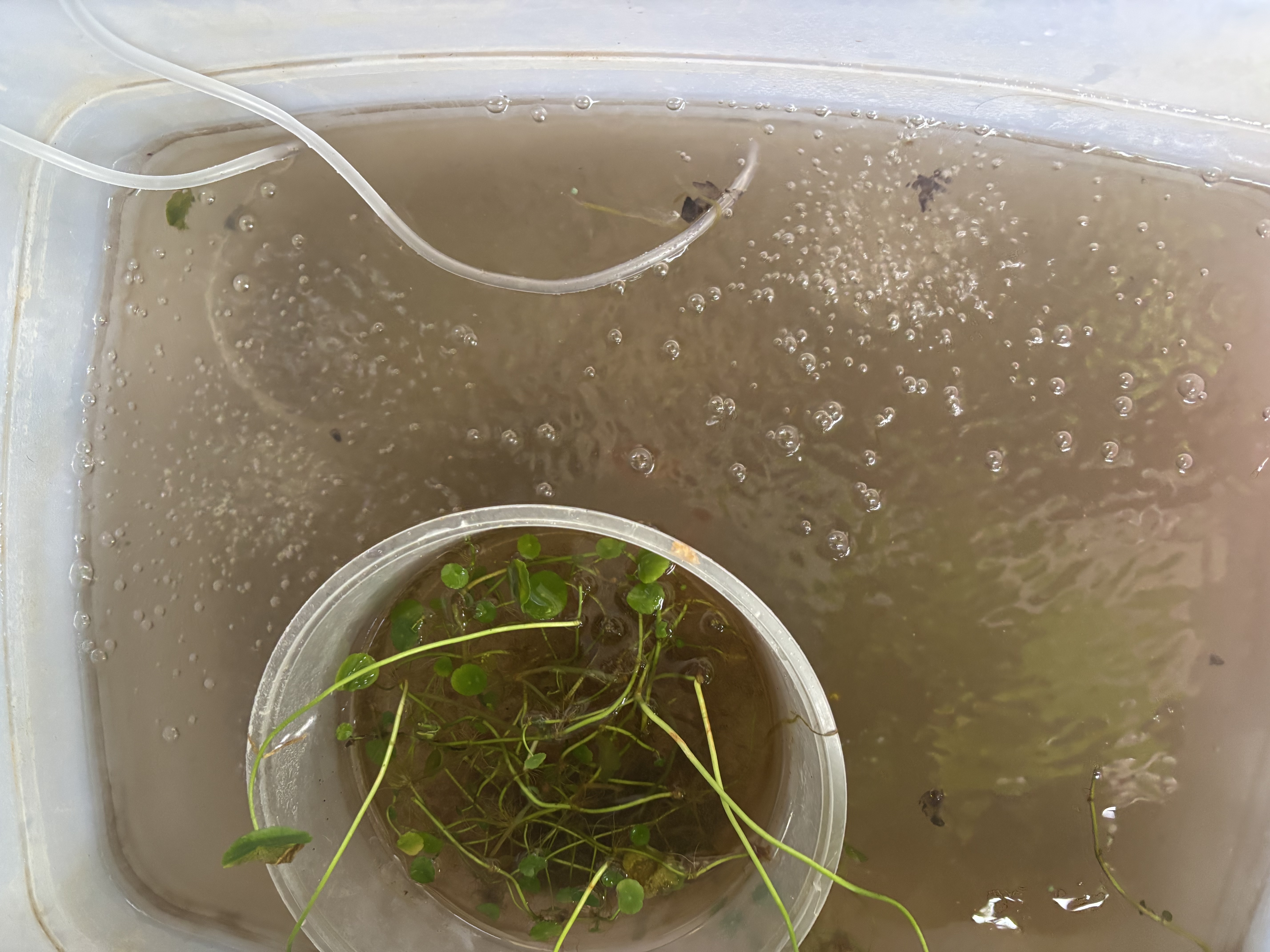 森森（SUNSUN）鱼缸增氧泵水族箱氧气泵家用小型充氧泵 【二代更静】4W双孔+全套配件 实拍图