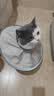 猫八万伊丽莎白圈绝育护理项圈猫咪狗狗美容脖圈防舔咬头套脖圈 灰L 实拍图
