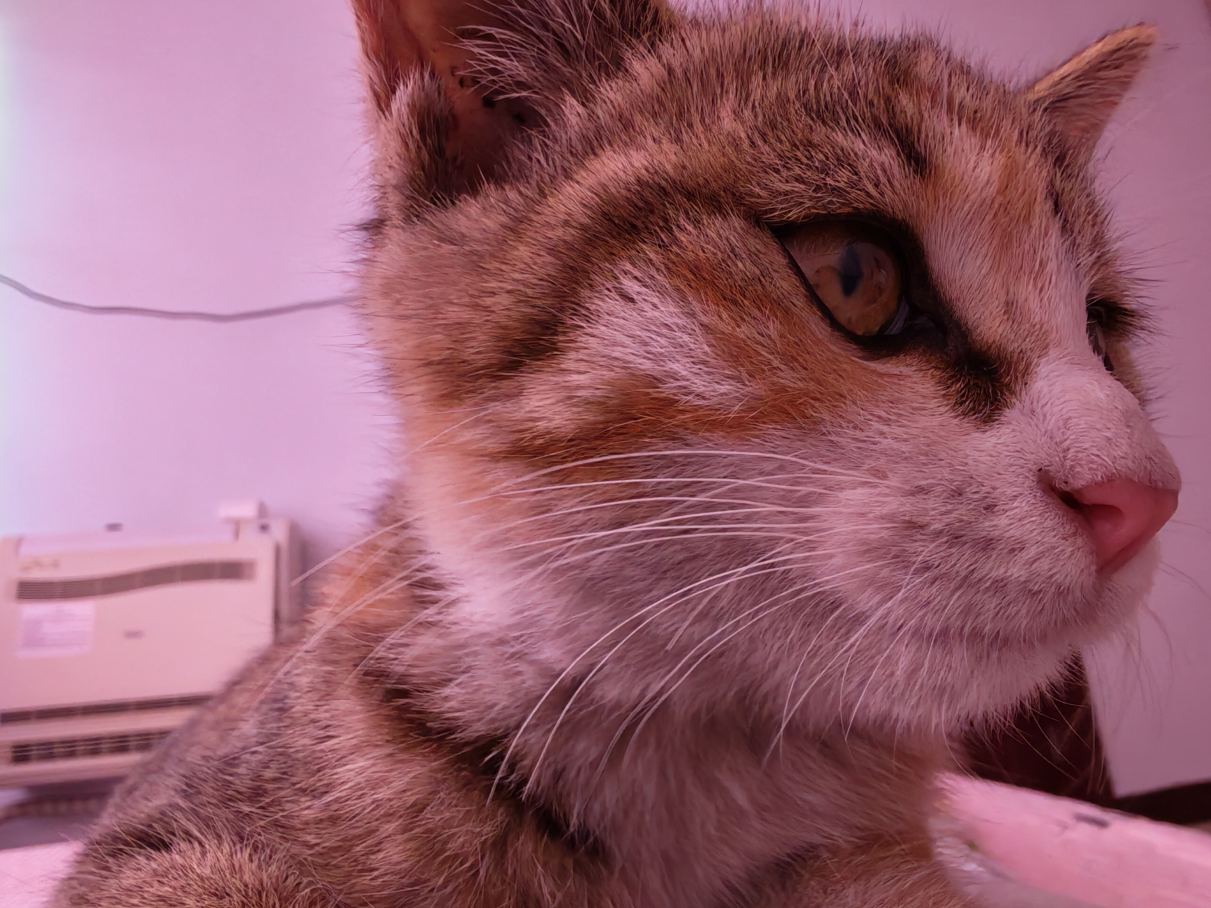 麦富迪猫罐头 成幼猫通用宠物猫零食湿粮三种肉小金罐大肉块鸡肉鲜虾85g 实拍图