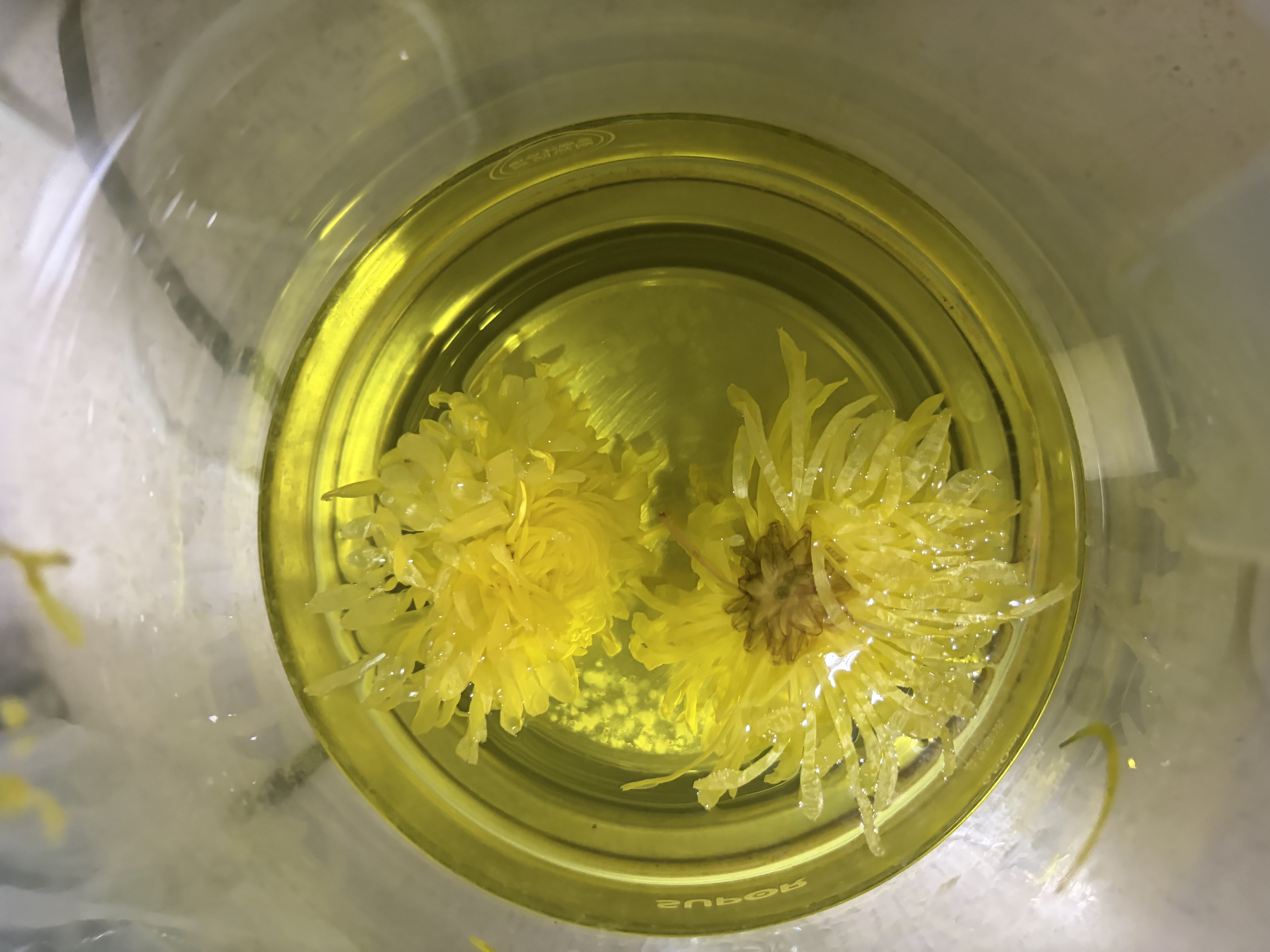 贡苑菊花茶30大朵黄山金丝皇菊特级一杯一朵独立包装熬夜去火胎菊20g 实拍图