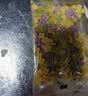 爷爷的农场有机婴幼儿螺旋意大利面200g 宝宝面条辅食婴儿面条儿童早餐1-2岁 实拍图