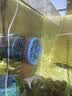 森森（SUNSUN）造浪泵鱼缸水族箱冲浪泵耀蓝造流吹粪便吹鱼便 吸盘款5W 流量调节 适合60-80cm鱼缸 实拍图