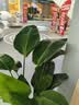 双盟天堂鸟大型植物客厅绿植盆栽办公室内鹤望兰好养落地网红源头直发 实拍图