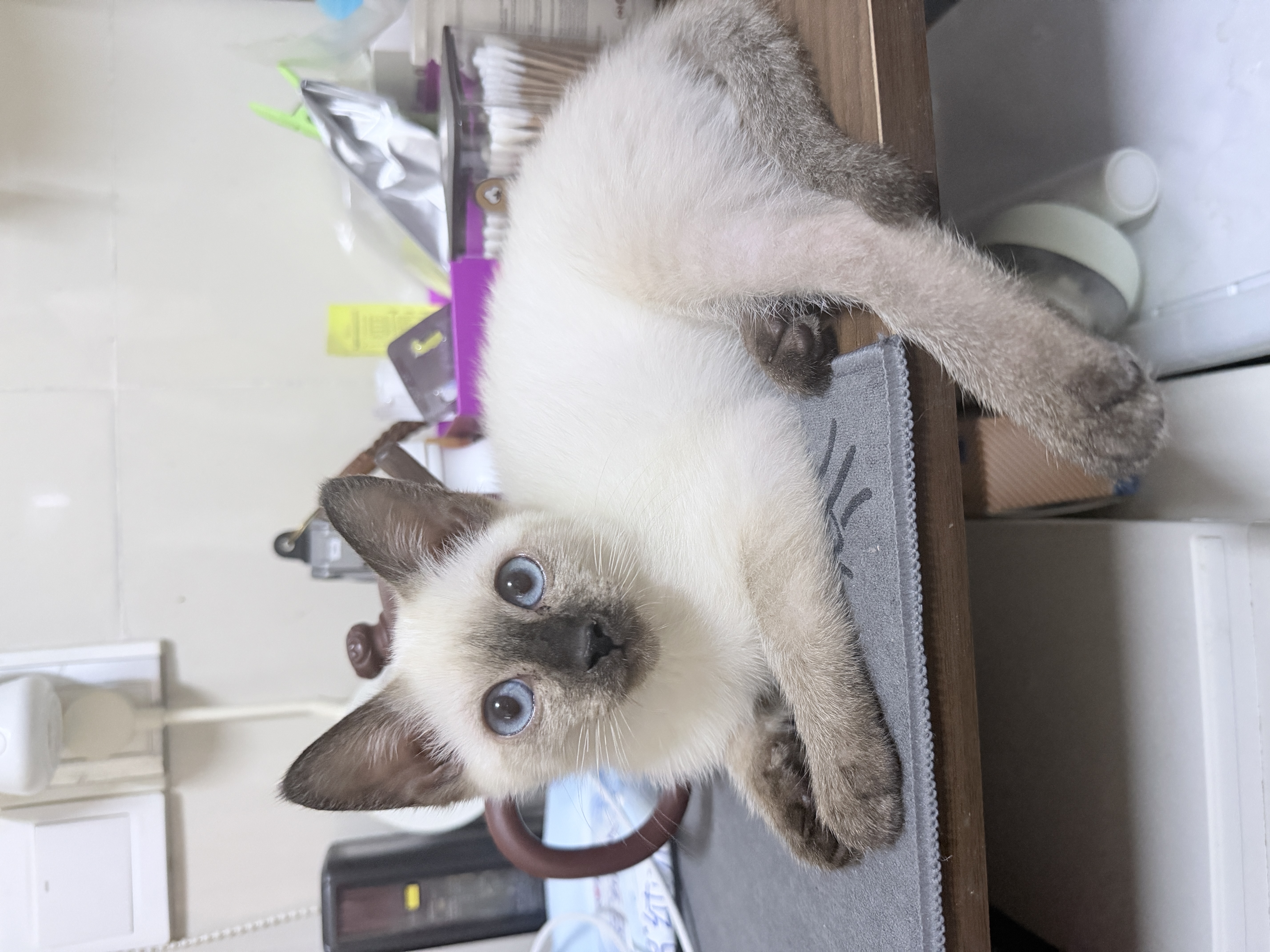 pidan猫砂 豆腐猫砂2.4kg*4包强力吸臭纯猫砂 可冲厕所非膨润土砂 实拍图