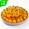 京鲜生春沐源 大理 樱桃番茄 柠黄蜜茄黄散粒450g*2 水果 源头直发包邮 实拍图