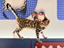 大宠爱猫狗驱虫药 体内外同驱虫滴剂 2.5kg以下犬猫通用 1支装 实拍图