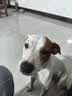 比乐狗粮守护天使全价犬粮小型成幼犬中大型犬通用干粮鲜鸭梨牛肉骨 【牛肉苹果果寡糖】 成犬粮 30斤 实拍图