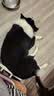 庾丰 甘肃天水花牛苹果苹果 新鲜水果整箱 孕妇宝宝辅食 冰糖心红苹果 5斤装（净果4.5-5斤）单果70mm-85mm+ 实拍图