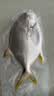 1号会员店（One's Member）甄选海南二去金鲳鱼 700g/2条装 去鳃去内脏 生鲜 鱼类 海鲜水产  实拍图