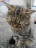皇家猫粮 挑嘴成猫猫粮 高适口性 EF38 通用粮 12月以上 4KG 实拍图