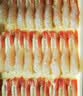美加佳去壳甜虾刺身单盘27只（共3盘81只210g）即食生北极甜虾火锅聚餐 实拍图