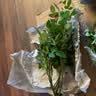 景郁春 JIRYUCUR玫瑰花苗特大花月季花苗绿植阳台盆栽蔷薇花苗火焰源头直发 实拍图