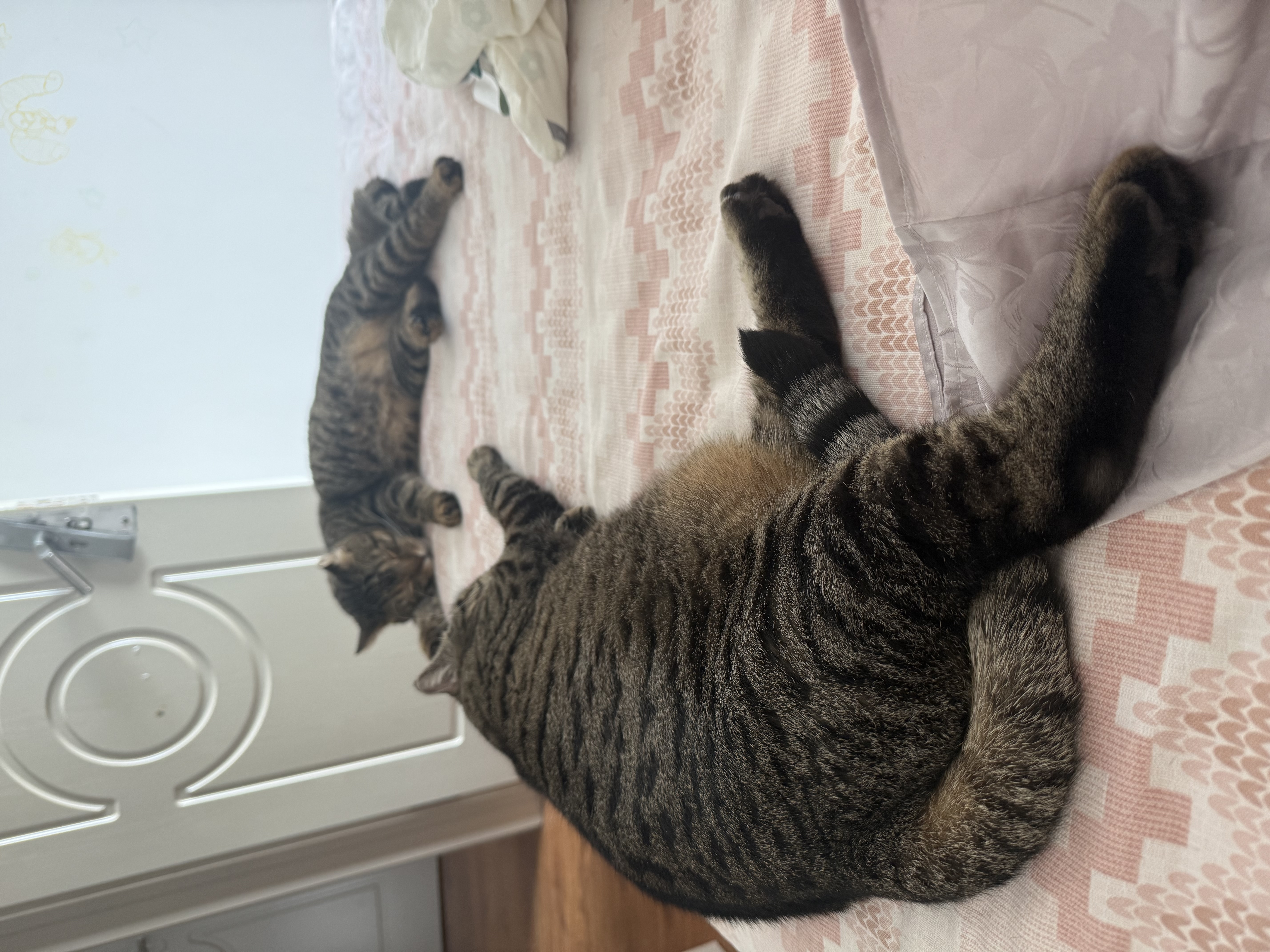网易严选猫粮【推荐】全价猫粮 幼猫成猫主粮猫咪食品 一口9种肉 【多猫家庭】深海鱼虾口味 1.8kg*4袋 实拍图