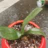年宵花春节蝴蝶兰盆栽绿植花卉年货装饰过年四季开花大苗好养易活 紫美人---【包开花】送营养液2包 小苗不带花剑 实拍图