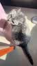 网易严选猫湿粮零食浓汤大口肉罐头鸡肉+三文鱼 85g*24罐 实拍图