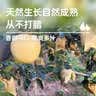 京鲜生苍溪黄金梨子 净重8斤单果200g+ 四川新鲜水果特产源头直发皇冠 实拍图
