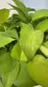 京东绿植绿萝盆栽除甲醛花卉绿植办公室新房净化空气180加仑4盆装源头直发 实拍图
