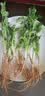 带根香菜100g 实拍图